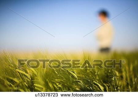 Close-up of wheat in field, blurred farmer in background, Saskatchewan, Canada View Large Photo Image Stock Image - Close-up of wheat in field, blurred farmer in background, Saskatchewan, Canada. Fotosearch