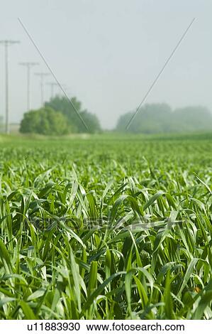 Close up of wheat in field, Saskatchewan, Canada View Large Photo Image Stock Image - Close up of wheat in field, Saskatchewan, Canada. Fotosearch