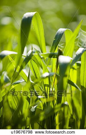 Close up of wheat in field, Saskatchewan, Canada View Large Photo Image Stock Photo - Close up of wheat in field, Saskatchewan, Canada. Fotosearch