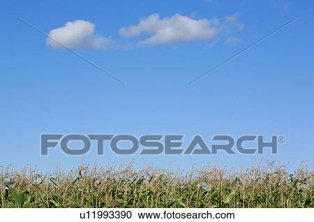 Stock Image - Cropped shot of corn field with blue sky.. Fotosearch