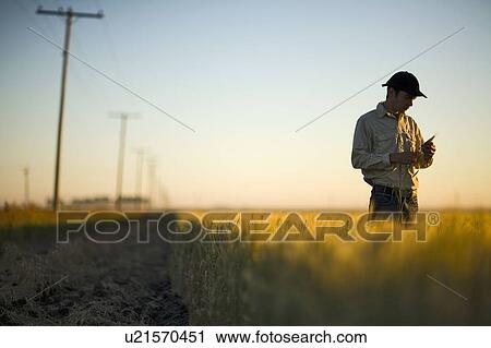 Stock Image - Farmer at edge of field inspecting seed head, field of wheat, Saskatchewan, Canada. Fotosearch