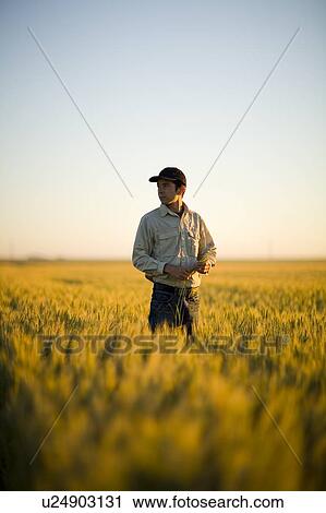 Farmer holding wheat looks off to left, sunset, Saskatchewan, Canada View Large Photo Image Stock Image - Farmer holding wheat looks off to left, sunset, Saskatchewan, Canada. Fotosearch