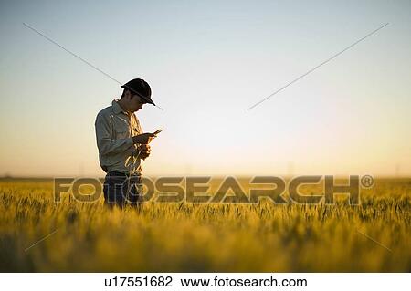 Farmer inspecting seed head, field of wheat, Saskatchewan, Canada View Large Photo Image Stock Image - Farmer inspecting seed head, field of wheat, Saskatchewan, Canada. Fotosearch