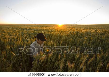 Farmer kneeling in field of wheat at sunset, Saskatchewan, Canada View Large Photo Image Stock Image - Farmer kneeling in field of wheat at sunset, Saskatchewan, Canada. Fotosearch