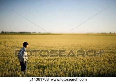 Farmer looking at field of wheat, Saskatchewan, Canada View Large Photo Image Stock Image - Farmer looking at field of wheat, Saskatchewan, Canada. Fotosearch