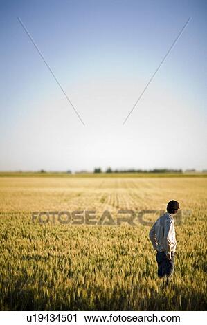 Stock Image - Farmer looking at field of wheat, Saskatchewan, Canada. Fotosearch