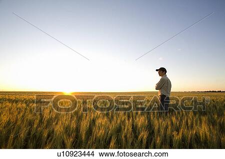 Picture - Farmer looks over field of wheat at sunset, Saskatchewan, Canada. Fotosearch