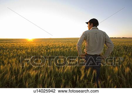 Stock Image - Farmer looks over field of wheat at sunset, Saskatchewan, Canada. Fotosearch