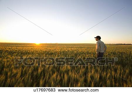 Farmer looks over field of wheat at sunset, Saskatchewan, Canada View Large Photo Image Stock Image - Farmer looks over field of wheat at sunset, Saskatchewan, Canada. Fotosearch