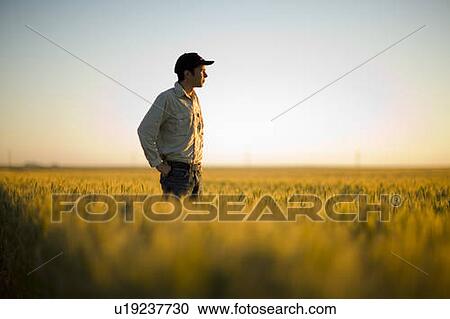 Stock Image - Farmer stands in field of wheat at sunset, Saskatchewan, Canada. Fotosearch