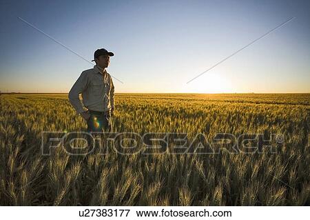 Stock Photo - Farmer stands in field of wheat at sunset, Saskatchewan, Canada. Fotosearch