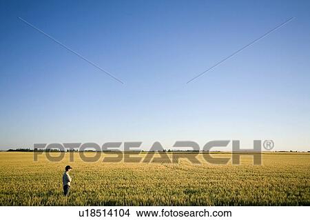 Picture - Farmer stands in field of wheat, Saskatchewan, Canada. Fotosearch