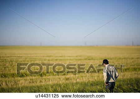 Farmer walking in field of wheat, Saskatchewan, Canada View Large Photo Image Stock Photography - Farmer walking in field of wheat, Saskatchewan, Canada. Fotosearch