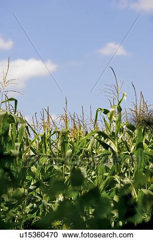 Field of corn stalks against a blue sky View Large Photo Image Stock Image - Field of corn stalks against a blue sky. Fotosearch