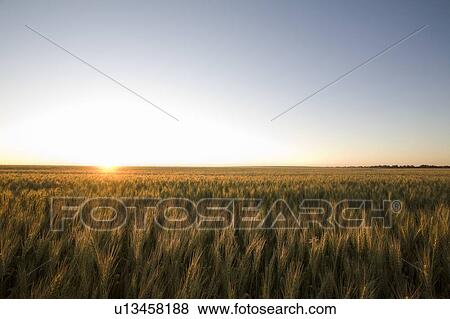 Stock Photo - Field of wheat at sunset, Saskatchewan, Canada. Fotosearch