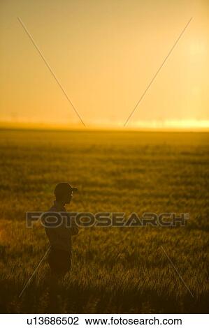 Golden glow of sunset and wheat as farmer stands in field, Saskatchwan, Canada View Large Photo Image Stock Image - Golden glow of sunset and wheat as farmer stands in field, Saskatchwan, Canada. Fotosearch