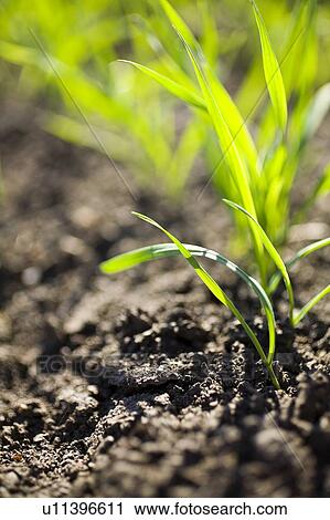 New growth in wheat field, Lumsden, Saskatchewan, Canada View Large Photo Image Stock Image - New growth in wheat field, Lumsden, Saskatchewan, Canada. Fotosearch