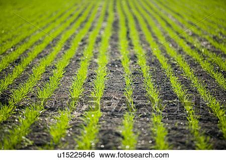 New growth in wheat field, Lumsden, Saskatchewan, Canada View Large Photo Image Stock Photograph - New growth in wheat field, Lumsden, Saskatchewan, Canada. Fotosearch