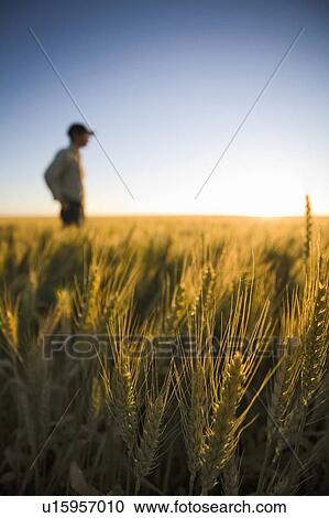 Stock Image - Selective focus wheat in foreground, in background farmer stands in field of wheat at sunset, Saskatchewan, Canada. Fotosearch