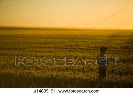 Stock Image - Silhouette of farmer in golden glow of wheatfield at sunset, Saskatchewan, Canada. Fotosearch