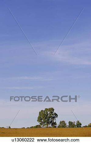 Skyscape with tree line and wheat field, North Dumfries View Large Photo Image Stock Image - Skyscape with tree line and wheat field, North Dumfries. Fotosearch