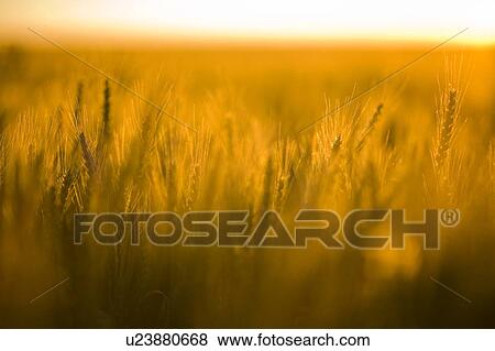 Stock Photo - Soft focus, field of wheat, Saskatchewan, Canada. Fotosearch