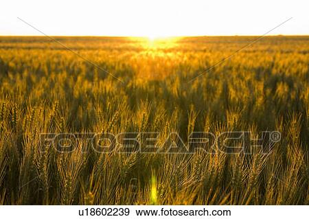 Stock Photo - Stalks of wheat in field at sunset, Saskatchewan, Canada. Fotosearch