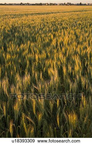 Stock Photo - Sunset over field of wheat, beside small town, Saskatchewan, Canada. Fotosearch