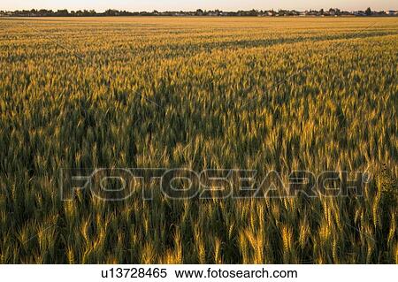 Stock Photography - Sunset over field of wheat, beside small town, Saskatchewan, Canada. Fotosearch