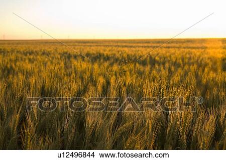 Sunset over field of wheat, Saskatchewan, Canada View Large Photo Image Picture - Sunset over field of wheat, Saskatchewan, Canada. Fotosearch
