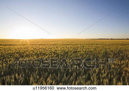Stock Image - Wheat field at sunset in Saskatchewan, Canada. Fotosearch