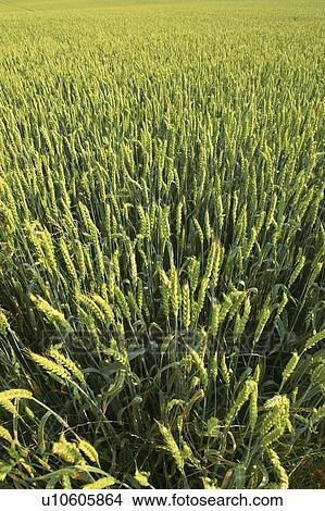 Picture - Wheat field, Flamborough, Ontario. Fotosearch