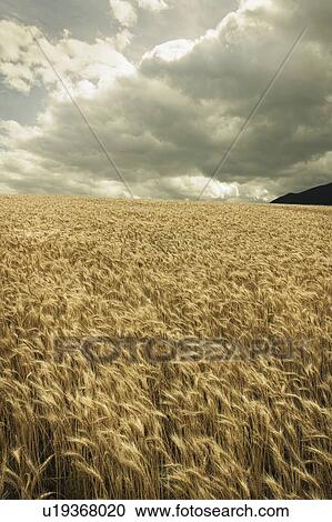 Stock Image - Wheat field, Saskatchewan. Fotosearch