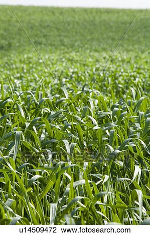 Stock Image - Young wheat in field, Saskatchewan, Canada. Fotosearch