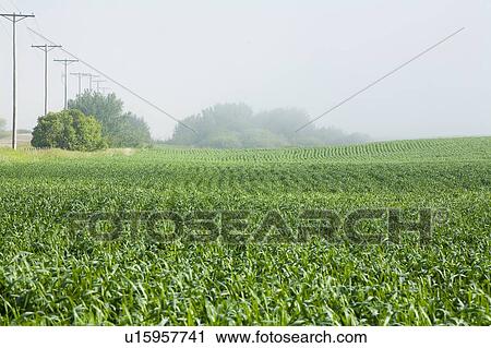 Stock Image - Young wheat in field, Saskatchewan, Canada. Fotosearch