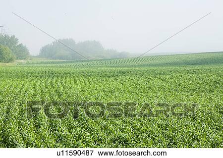Young wheat in field, Saskatchewan, Canada View Large Photo Image Stock Photo - Young wheat in field, Saskatchewan, Canada. Fotosearch