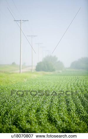 Young wheat in field, Saskatchewan, Canada View Large Photo Image Stock Photo - Young wheat in field, Saskatchewan, Canada. Fotosearch