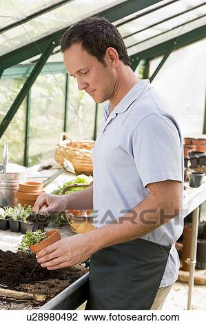 Man in greenhouse putting soil in pot View Large Photo Image Stock Image - Man in greenhouse putting soil in pot. Fotosearch