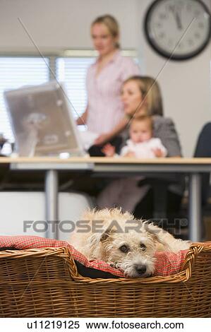 Stock Photography - Dog lying in home office with two women and a baby in background. Fotosearch