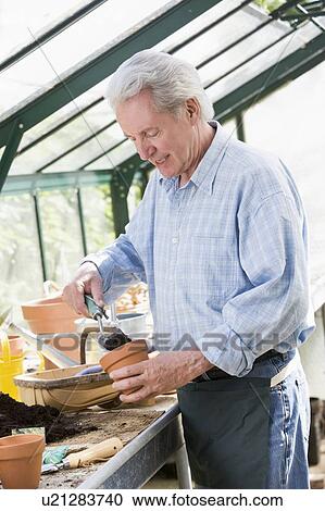 Man in greenhouse putting soil in pot smiling View Large Photo Image Stock Image - Man in greenhouse putting soil in pot smiling. Fotosearch