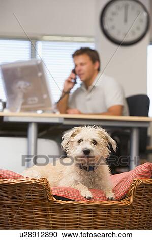 Stock Image - Dog lying in home office with man in background. Fotosearch