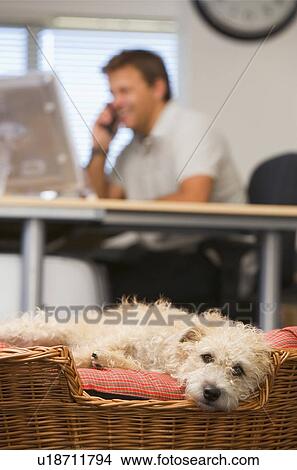 Picture - Dog lying in home office with man in background. Fotosearch