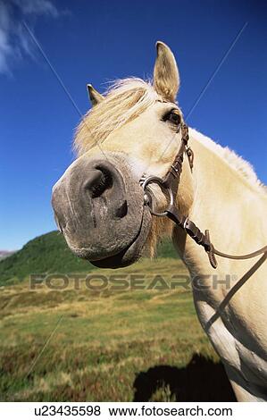Stock Photo - Horse standing outdoors in scenic location (fisheye). Fotosearch