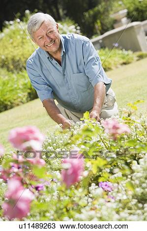 Senior man in a flower garden View Large Photo Image Stock Image - Senior man in a flower garden. Fotosearch