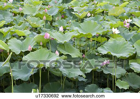 A pond of lotus and lily pads View Large Photo Image Stock Image - A pond of lotus and lily pads. Fotosearch