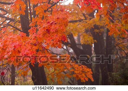 Autumn colored maple trees in forest View Large Photo Image Stock Image - Autumn colored maple trees in forest. Fotosearch