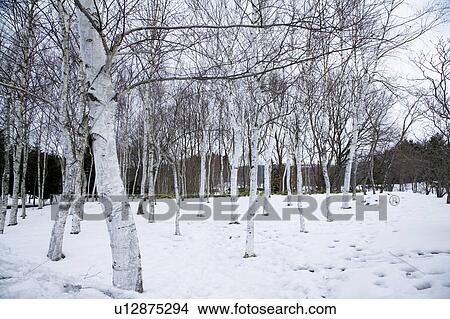 Bare trees in cold winter, Tokyo, Japan View Large Photo Image Picture - Bare trees in cold winter, Tokyo, Japan. Fotosearch