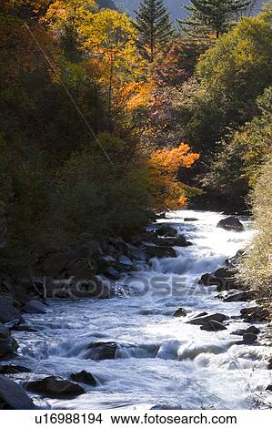 Picture - Beautiful natural scenery with trees and flowing water. Fotosearch