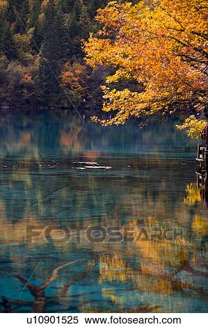 Beautiful scenery in Jiuzhaigou, Sichuan Province, China View Large Photo Image Stock Photography - Beautiful scenery in Jiuzhaigou, Sichuan Province, China. Fotosearch