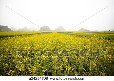Stock Photo - Beautiful scenery of flower field. Fotosearch